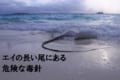 海をゆったり泳ぐ「エイ」、その尾には毒針があるから要注意！
