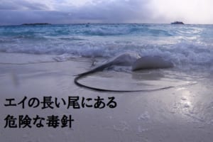 海をゆったり泳ぐ「エイ」、その尾には毒針があるから要注意！