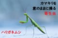 カマキリに宿る「ハリガネムシ」は、カマキリを死に導く恐怖の寄生虫!?