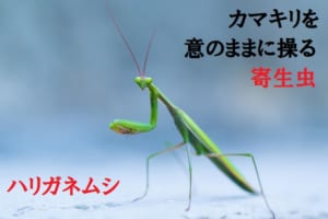 カマキリに宿る「ハリガネムシ」は、カマキリを死に導く恐怖の寄生虫！？