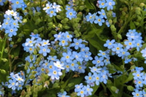 「勿忘草（ワスレナグサ）」の花言葉と名前の由来はドイツに伝わる悲恋伝説にあった！！