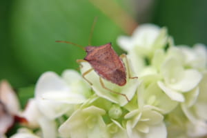臭い匂いで外敵から身を守る「カメムシ」、天敵はまさかの・・・自分の匂い！？