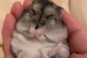 これ以上ない最高のくしゅくしゅ！ハムスターの毛繕いを撮影したスロー動画がめちゃ可愛い