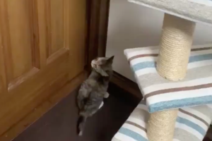 生後4ヶ月で天才発揮！？ドアを開けたくてたまらないニャンコが取った行動とは･･･