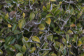 植え込みの中に隠れている2羽のメジロはど~こだ?レベル高い擬態にビックリ