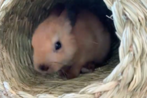 漫画のようなバタンキュー！驚くほど一瞬にして寝入るうさぎがオモシロ可愛い