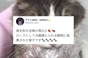 やべ、見つかっちゃった！カワイイ黒毛和牛泥棒、あっさり逮捕される(笑)