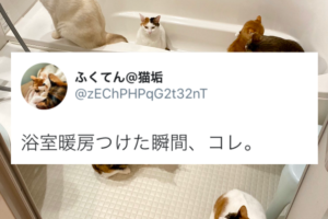 「暖かいとこが一番だニャ」浴室暖房をつけた瞬間、ニャンコたちが全員･･･(笑)