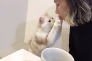 これはキュンとする♪頬に手を添えてソフトキッスしてくるニャンコが超可愛い