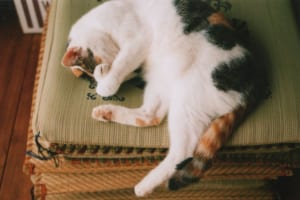 座布団には裏表と前後がある！？意外と知らない座布団の出し方と座り方のマナー