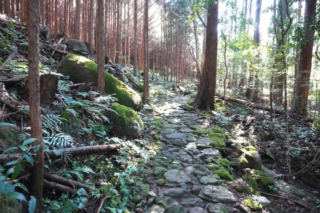 owashihinoki