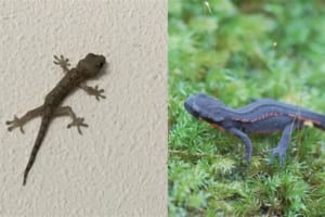 「イモリ」と「ヤモリ」はそっくりだけど違いはなに？･･･実は全く違う生き物なのです！