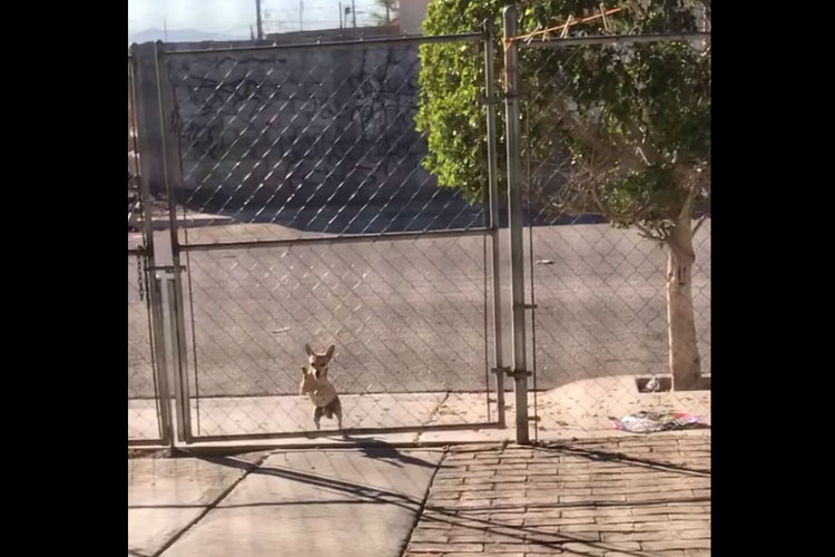 大きなフェンスを自力で乗り越えた子犬。一体どうやって!?