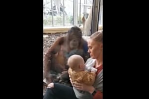 親子に優しい眼差しを向けて寄り添うオランウータン。その行動には理由があった･･･