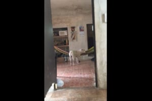 こうやって乗ってるんだワン！ワンコのハンモックへの乗り方が想像の斜め上だった（笑）