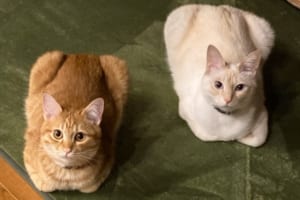 まるで食パンを焼く前と焼いた後のよう（笑）同じポーズをとる2匹のニャンコが話題に！
