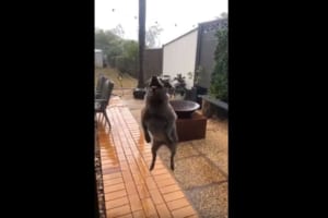 イイイィーヤッホーイッ！久しぶりの雨に大興奮！ダッシュとジャンプを繰り返すワンコが可愛い