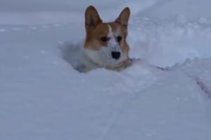 心が折れてる(笑)雪に飛び込んだはいいものの･･･深すぎて動けず呆然とするワンコ