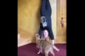 逆立ちをしている女性の姿を見て何かをひらめいた様子の猫。この後、驚きの行動に出ました!!