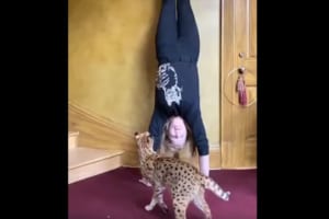 逆立ちをしている女性の姿を見て何かをひらめいた様子の猫。この後、驚きの行動に出ました！！