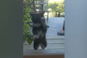 お腹が減ったニャン！凄まじい勢いでガラス戸をひっかきまくるニャンコ。仲間の制止も振り切る(笑)