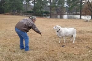 羊にお手をさせようと何度もトライするも無反応（笑）それでも粘っていると驚きの展開に！