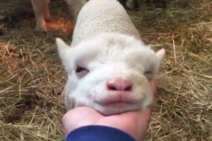 ふにゃふにゃした笑顔がたまらない！顎の下をモフモフされるのが大好きな子羊たちが話題に