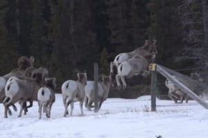 有刺鉄線を軽快に飛び越えていくビッグホーンの群れ。最後尾の小さな子がトライすると･･･