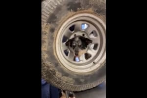 子犬がホイールに頭を突っ込んで抜けなくなる事態に・・その後、消防が出動して懸命な救助活動！