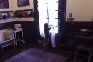 女性宇宙飛行士が約1年ぶりに帰宅！飼い主との再会に全身全霊で喜びを爆発させる愛犬