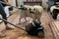 背中にあてられるとうっとり、放すと抵抗(笑) 掃除機でお手入れされるのが大好きなワンコ