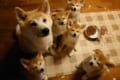 しょんぼり顔がそっくり(笑) いたずらして怒られる秋田犬の親子が可愛すぎる!