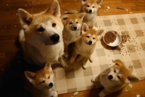 しょんぼり顔がそっくり(笑) いたずらして怒られる秋田犬の親子が可愛すぎる！