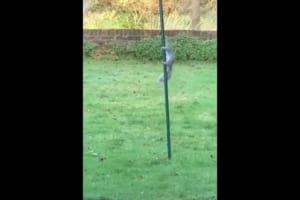 鳥の餌を盗み食いするリスもさすがに降参！シンプル イズ ベストな撃退法が話題に