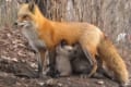 「感動的な瞬間でした」野生の母ギツネが異種動物の子たち?に授乳させる様子に遭遇!