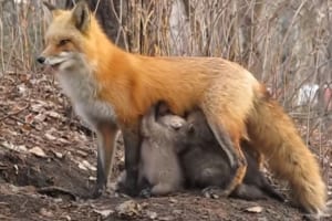 「感動的な瞬間でした」野生の母ギツネが異種動物の子たち?に授乳させる様子に遭遇！