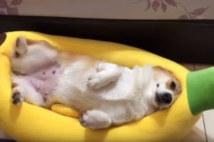 寝心地が最高だワン！体にぴったりのバナナ型ベッドでくつろぐコーギーが可愛すぎる！