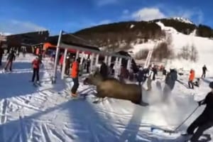 危ないっ！スキー場にヘラジカが凄まじい勢いで突っ込んでくるも、驚愕の身のこなしで惨事を回避！