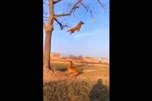 空飛ぶワンコ！？木の枝にぶら下がったボールをキャッチするワンコの身体能力が凄すぎ！