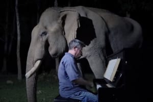 右目の視力と牙を失ったゾウの心を癒すため、そばに寄り添ってピアノを弾く男性