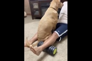 かまってほしいワン！自分までフォームローラーになりきる献身的なワンコが可愛すぎる