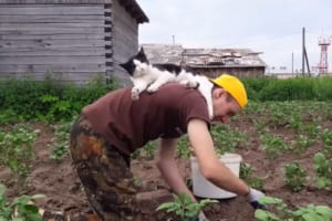 「居心地のいい背中だニャン」草むしりする男性の背中で思いっきりくつろぐニャンコ