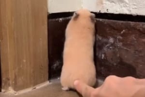 飼い主さんに見つかった時のハムスターのリアクションが、まるで漫画の一コマ(笑)