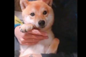 大嫌いな爪切りをされたくなくて･･･かわいいお顔で訴えようとする豆柴が激カワ！