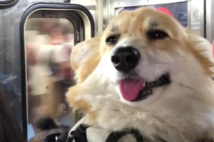 飼い主のリュックにスッポリ！ニューヨークの地下鉄で人気のコーギーが超絶カワイイ