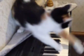 「不謹慎すぎるニャ!」飼い主が演奏する『ねこふんじゃった』にニャンコがブチギレ