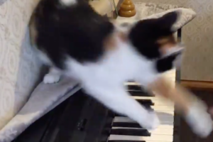 「不謹慎すぎるニャ！」飼い主が演奏する『ねこふんじゃった』にニャンコがブチギレ