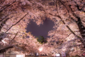 夜桜の中に浮かぶハートのシルエット!春の訪れを感じさせる神秘的な写真が話題に