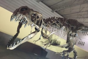 心の中のオトコノコが騒ぎ出す！一度は行きたい「世界三大恐竜博物館」