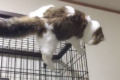 ほんまに猫？高い所から身軽に･･ではなく、そーっと慎重に降りてくるニャンコ(笑)
